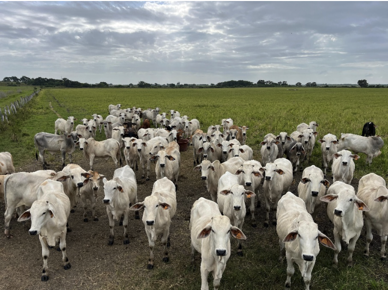 Livestock image