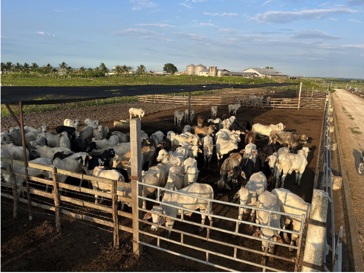 Livestock image