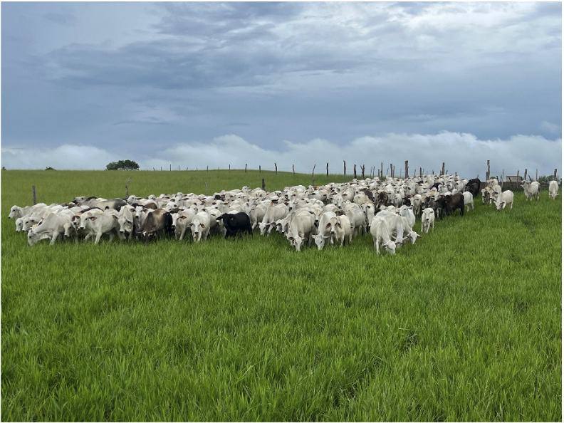 Livestock image