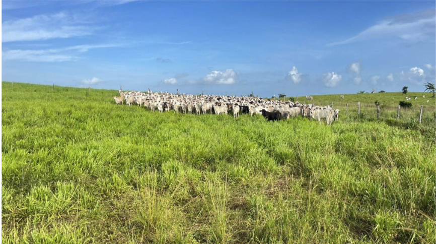 Livestock image