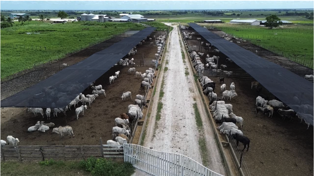 Livestock image