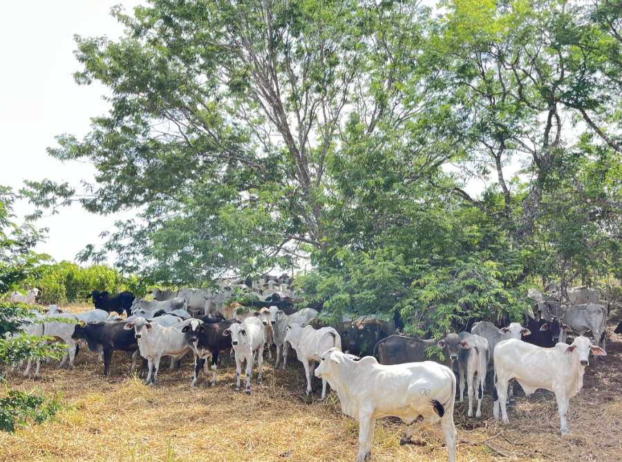 Livestock image