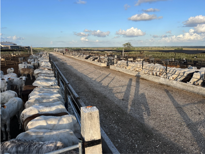 Livestock image