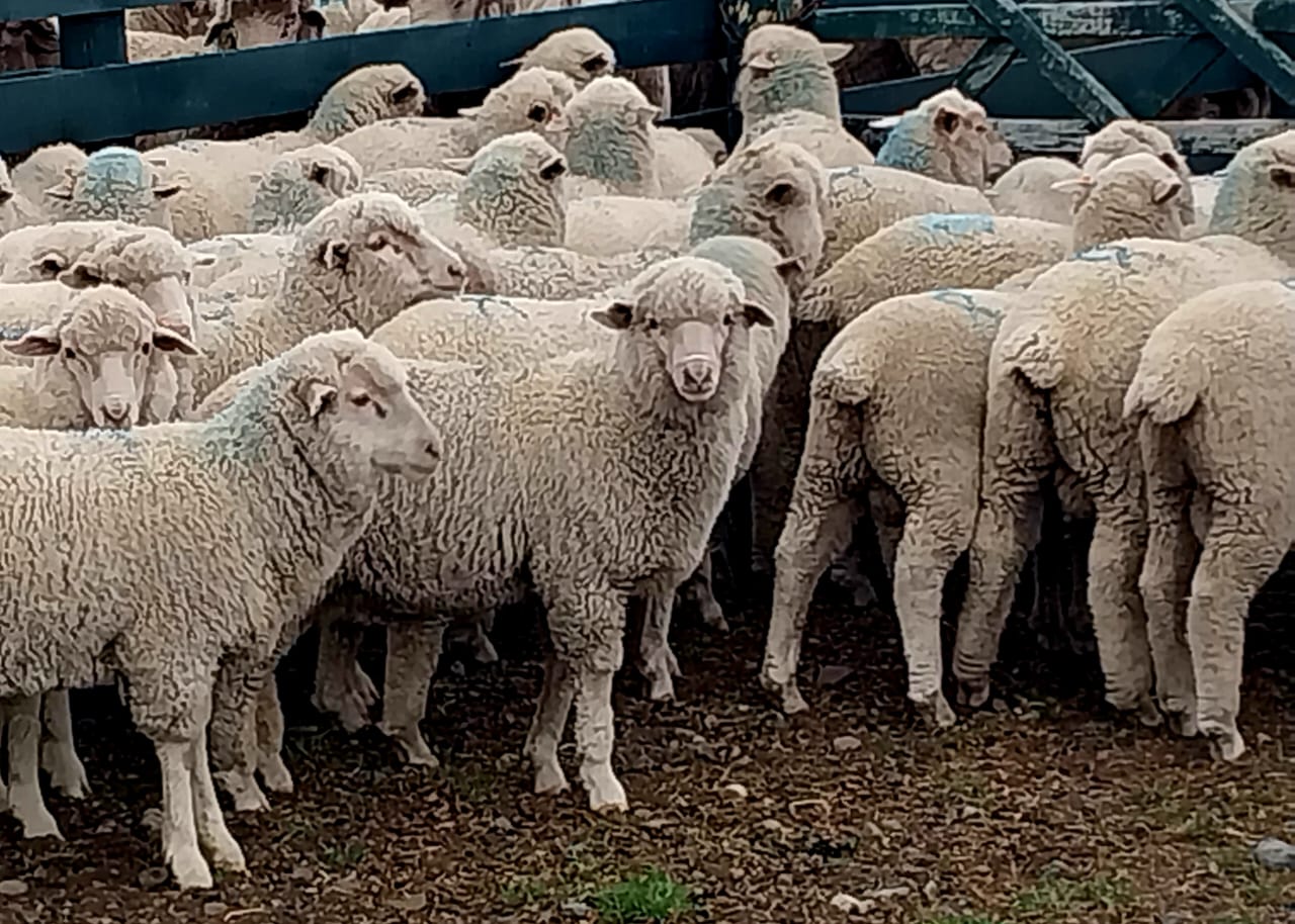 65,000 Merino & Corriedales Sheep for Export
