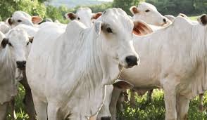 Livestock image