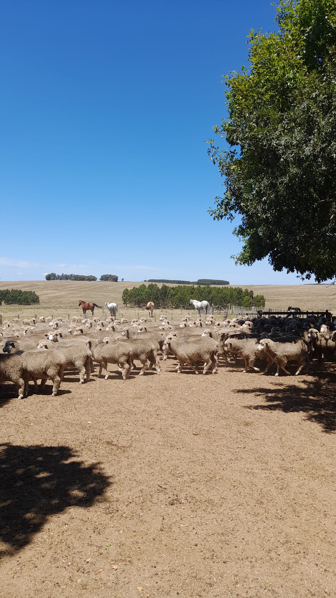 Livestock image