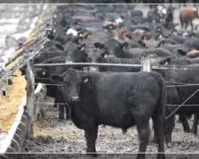 Livestock image